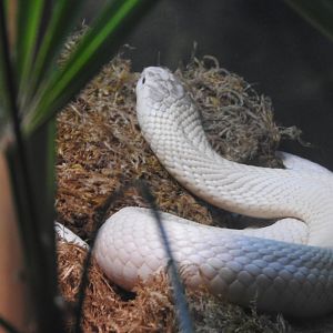Leucistic Monocled Cobra