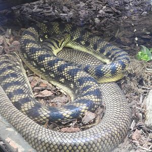 Amethystine python