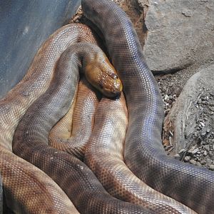 Woma Python
