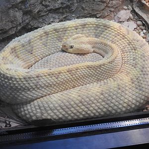 Neotropical Rattlesnake
