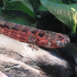 Chinese Crocodile Lizard
