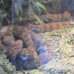 Mang Mountain Vipers