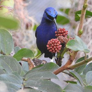 Purple Honeycreeper