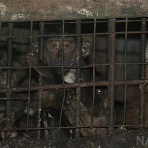 Siberut macaques, June 2016