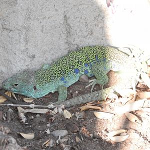 Ocellated Lizard