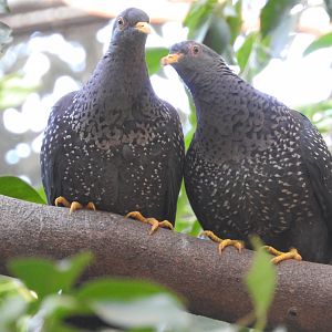 African Olive Pigeons