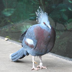Victoria Crowned Pigeon