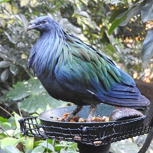 Nicobar Pigeon