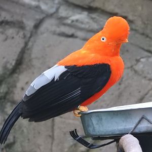 Andean Cock-of-the-Rock