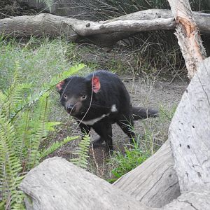 Tasmanian Devil