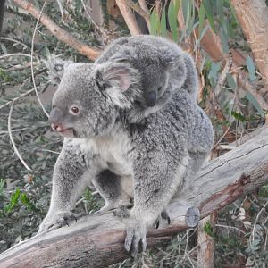 Koalas