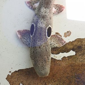 Epaulette Shark