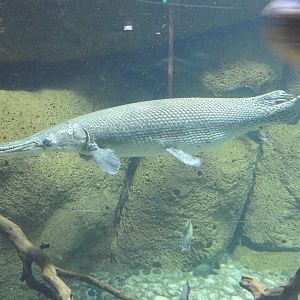 Alligator Gar