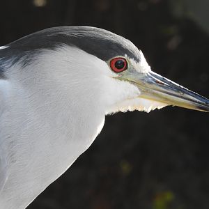 Black-crowned Night-Heron