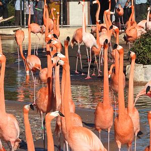 American Flamingos