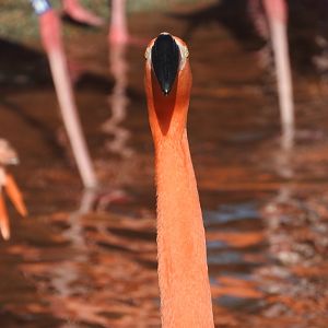 American Flamingo