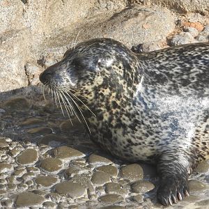 Harbor Seal