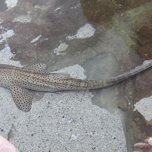Zebra Shark