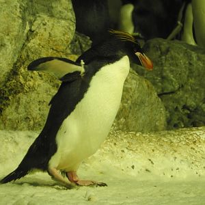 Macaroni Penguin