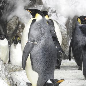 Emperor Penguin