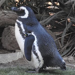 Magellanic Penguin