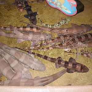 Various carpet sharks