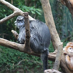 Javan Langurs
