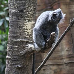 Silvered Leaf Monkey