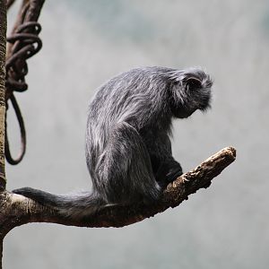 Silvered Leaf Monkey