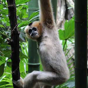 Northern White-Cheeked Gibbon