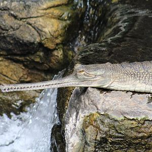 Indian Gharial