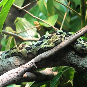 Ethiopian Mountain Adder
