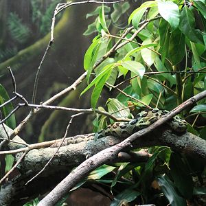 Ethiopian Mountain Adder Enclosure