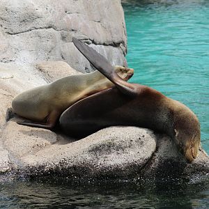 California Sea Lions