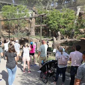 leopard exhibit (africa rocks)