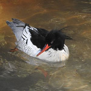 Scaly-sided Merganser