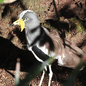 White-headed Lapwing