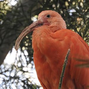 Scarlet Ibis