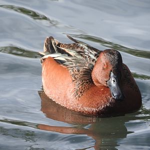 Cinnamon Teal