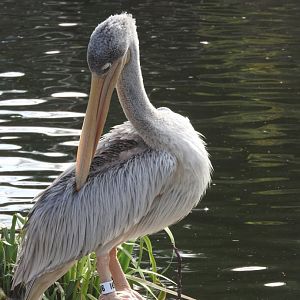 Pink-backed Pelican