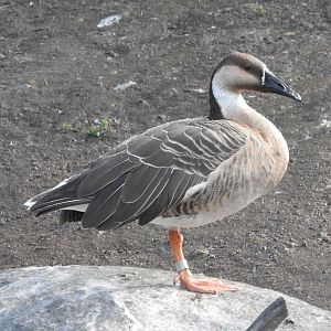 Swan Goose