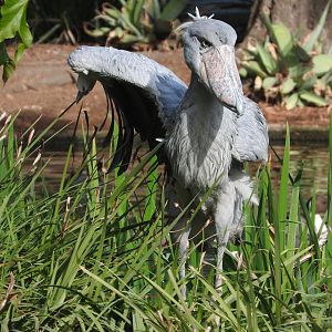 Shoebill
