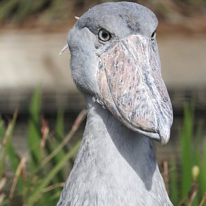 Shoebill