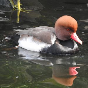 Red-crested Pochard