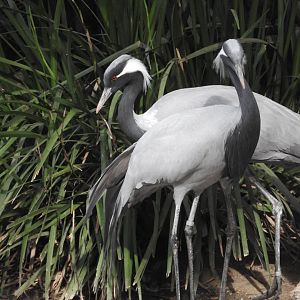 Demoiselle Cranes