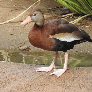 Black-bellied Whistling Duck