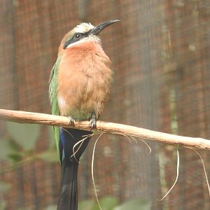 White-fronted Bee-eater