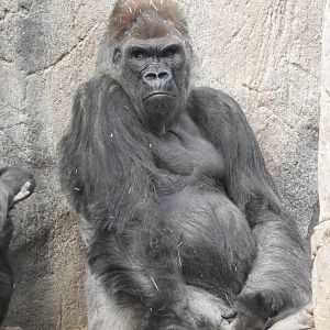 Silverback Gorilla