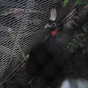 Congo Peafowl