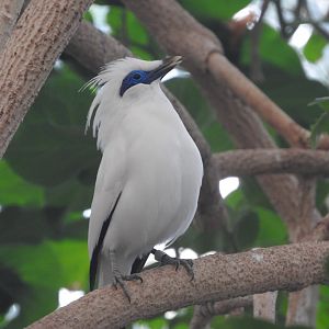 Bali Myna